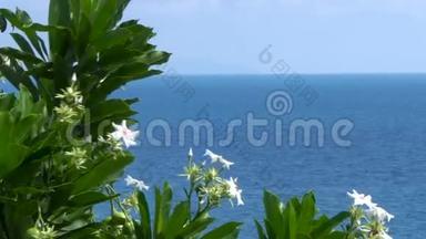 白花树，海景背景